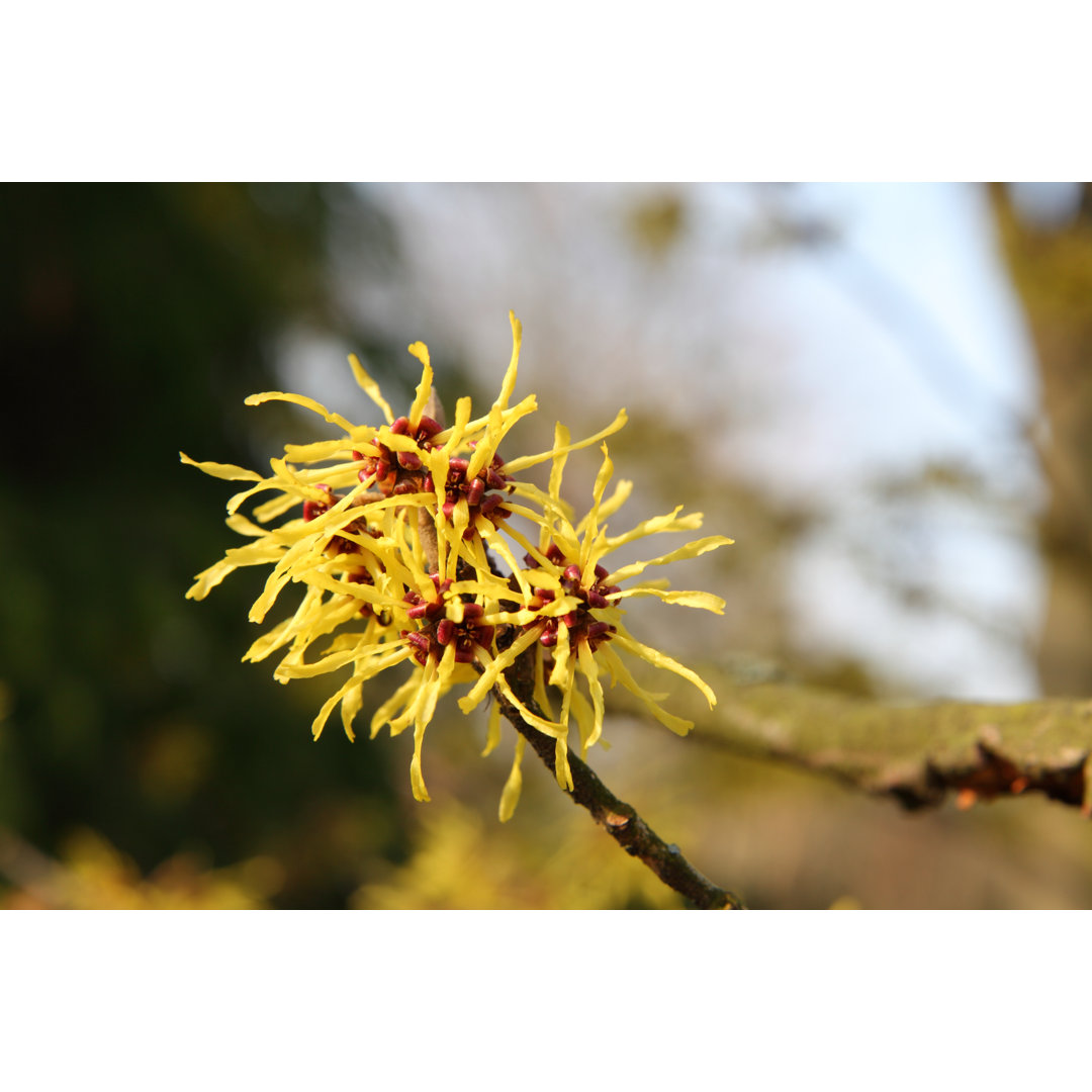 Blühende Hamamelis von SchmitzOlaf - Leinwandbild