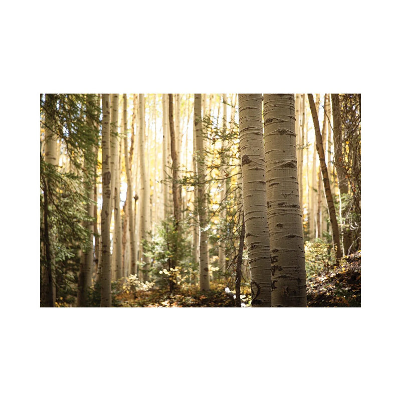 Morning Light In The Aspen Grove Ii by Ann Hudec - Wrapped Canvas Print, 20.32 cm H x 30.48 cm W