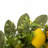 Faux Lemon Polyester 19'' Wreath