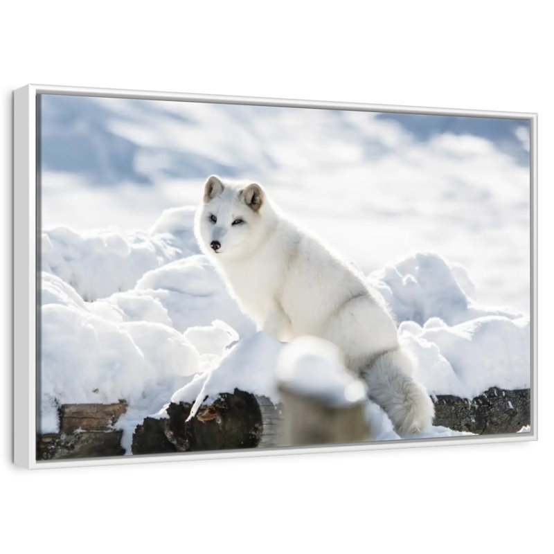 Renard arctique, Cadre flottant blanc, 19 po x 13 po