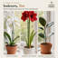  Piquets de plantes réglables, paquet de 16 avec pinces et attaches