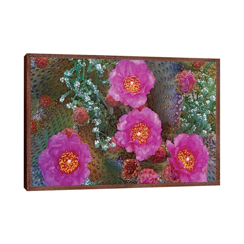 Beavertail Cactus Flowering, Arizona 1 Piece Floater Frame Wall Art on Canvas, 66.04 cm H x 101.6 cm W, Brown