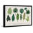 " Calathea "-1028708772