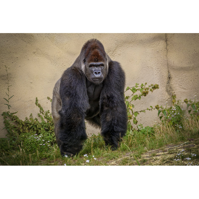Angry Gorilla - Photographie sur toile tendue, L 12 po x H 8 po