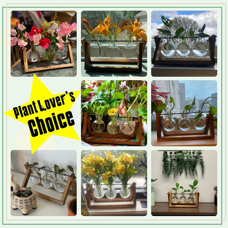 Plante terrarium avec support en bois