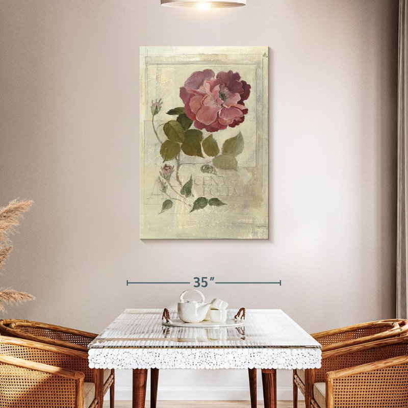 Rose Centifolia, H 45 po x l 30 po