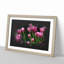 Pink Tulip Flowers - Picture Frame Graphic Art-62803952-62803951