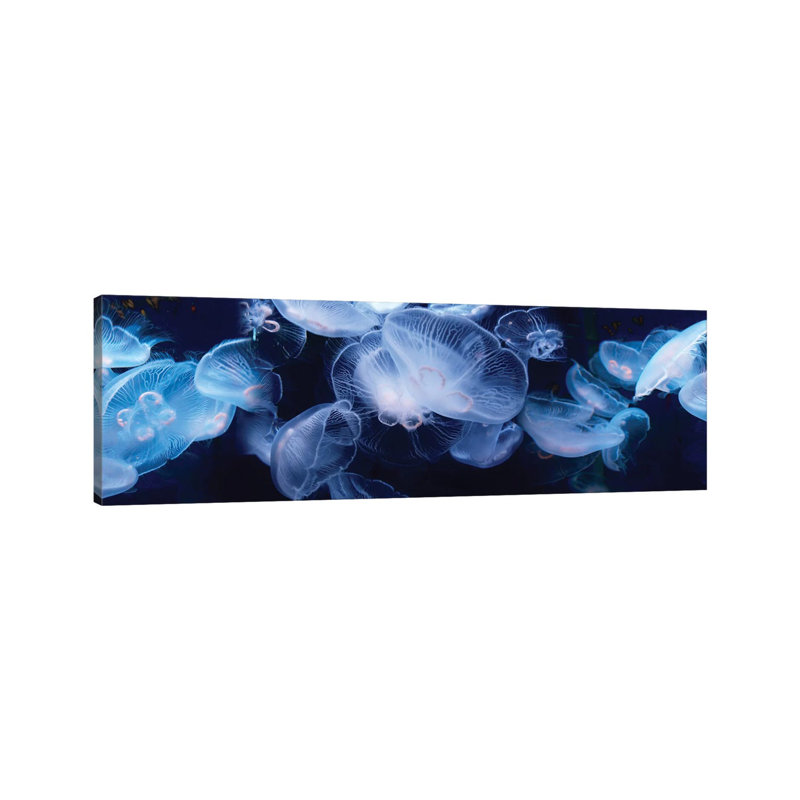Jellyfish Swimming Underwater - Wrapped Canvas Panoramic Print, 30.48 cm H x 91.44 cm W x 1.91 cm D
