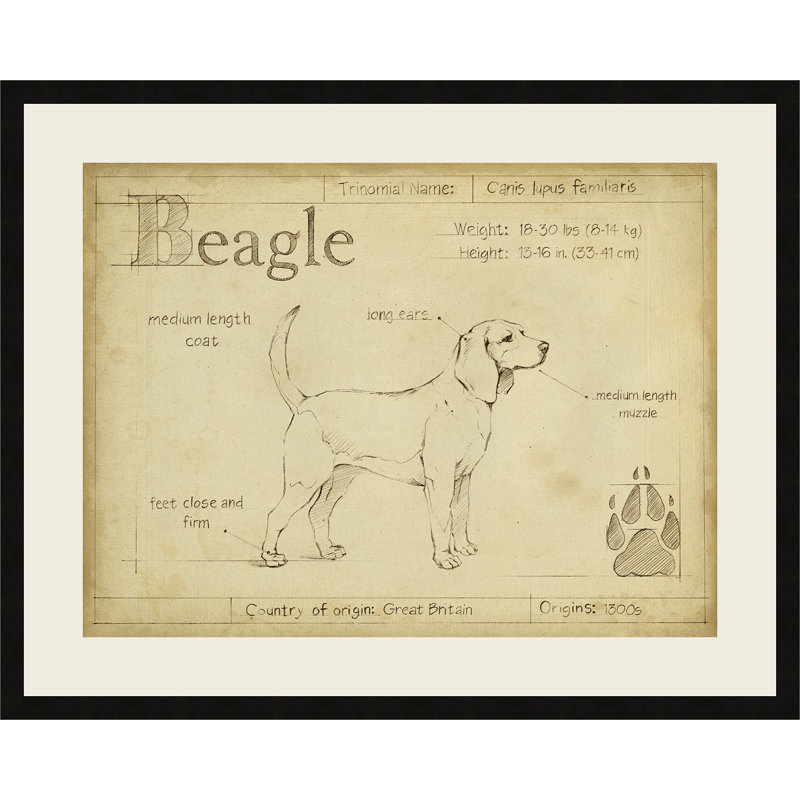 " Antique Beagle "