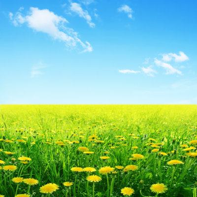 " Field Of Yellow Dandelions "