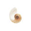 Sea Shell In White II Print by Sofia Fox-26931663-26931664