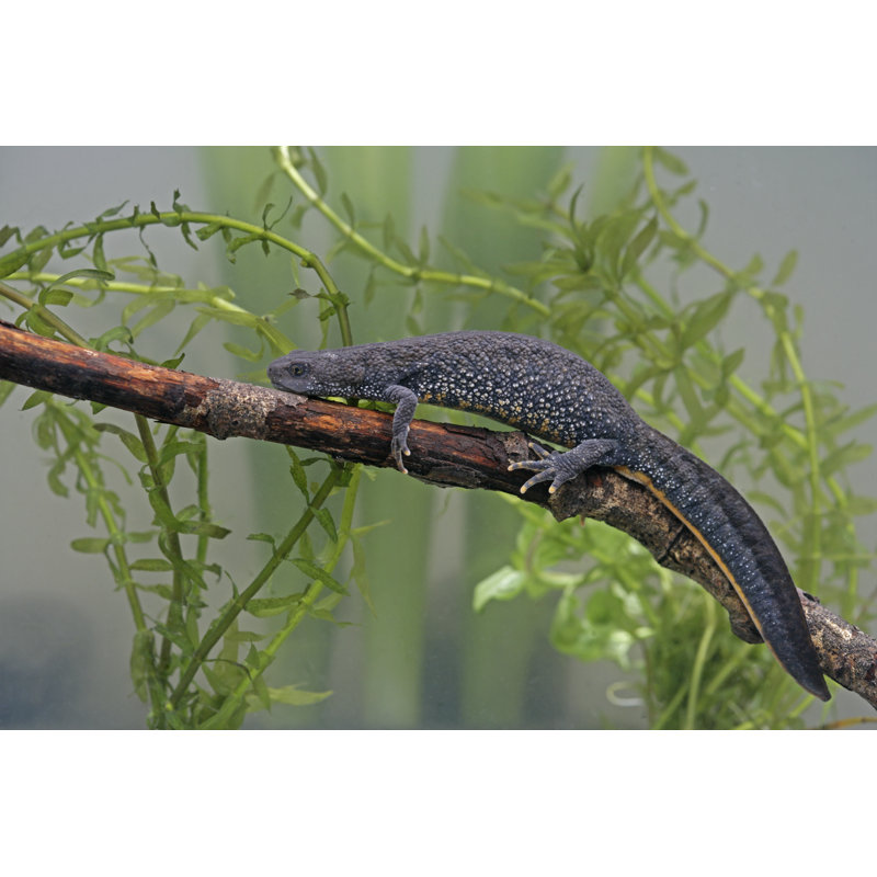 Great-Crested Newt - Wrapped Canvas Print, 81cm H x 122cm W