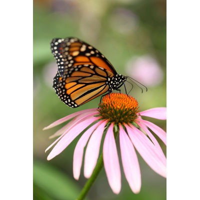 Bradman " Monarch Butterfly " by Lewkmiller