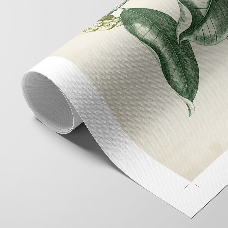 Buchoz Tropicals VII - Impression sur toile seulement - NON CADRE, H 36 po x l 24 po