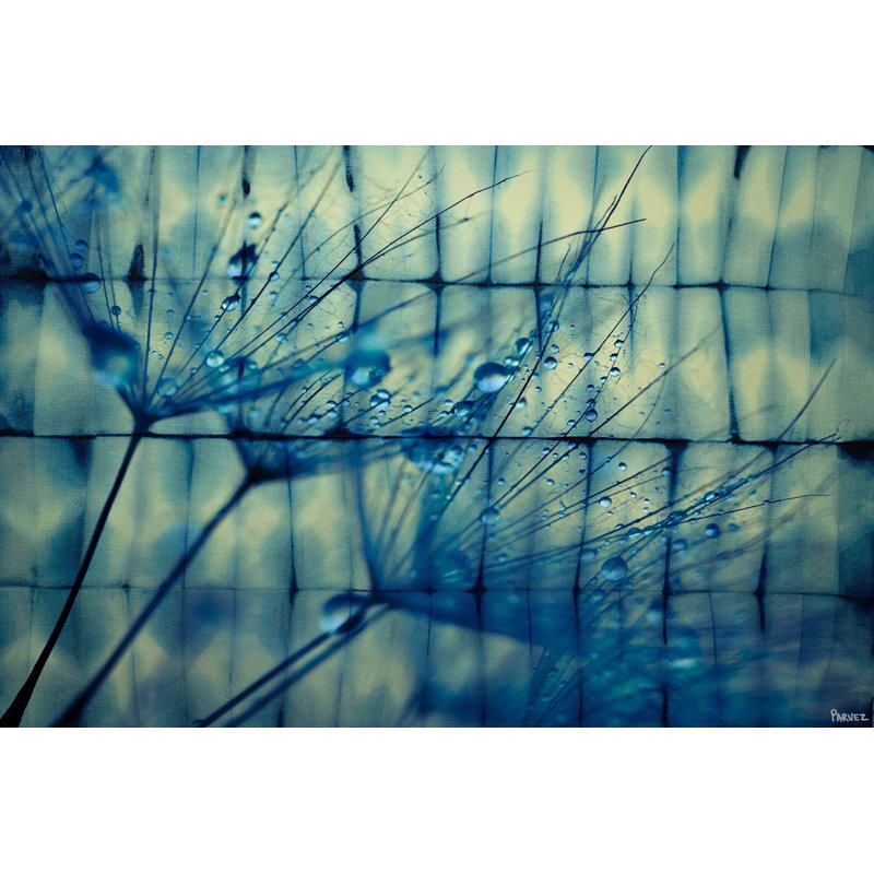 « pissenlit rosée » par parvez taj,, reproduction d’art sur toile tendue, H 16 po x l 24 po x P 1,5 po