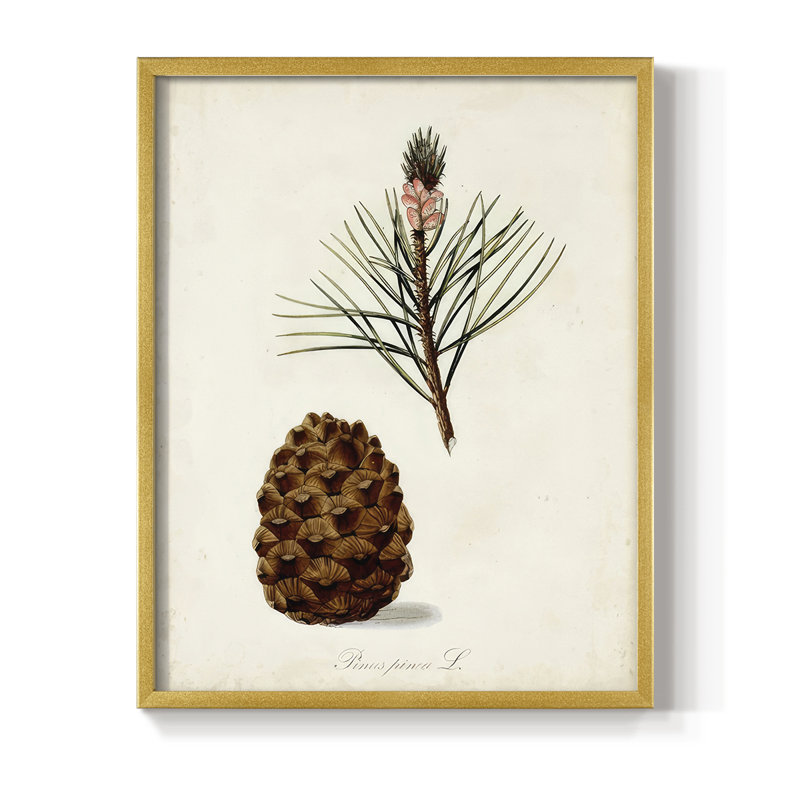 Étude d'arbre antique V, reproduction encadrée - bois massif, H 11 po x l 9 po, Doré