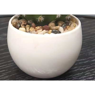 Cactus 7,08 po
