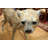 Beus Pair of Golden Plated Cheetahs Statue