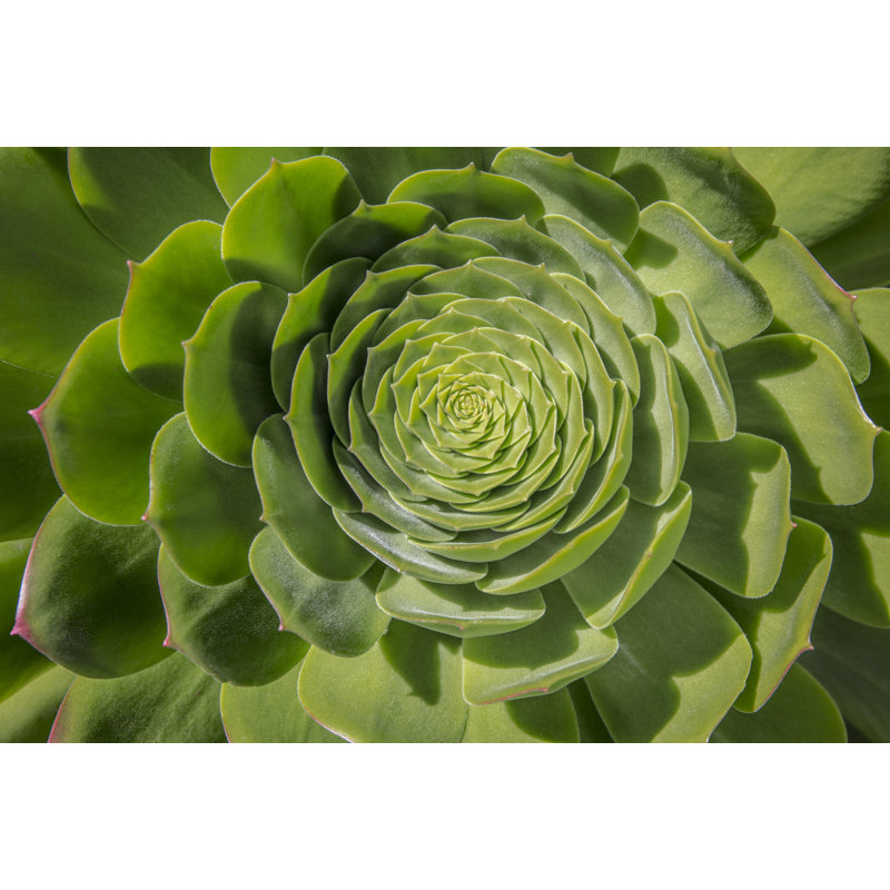 Green Succulent Spiral by Barbara Markoff - Wrapped Canvas Print, 51cm H x 76cm W