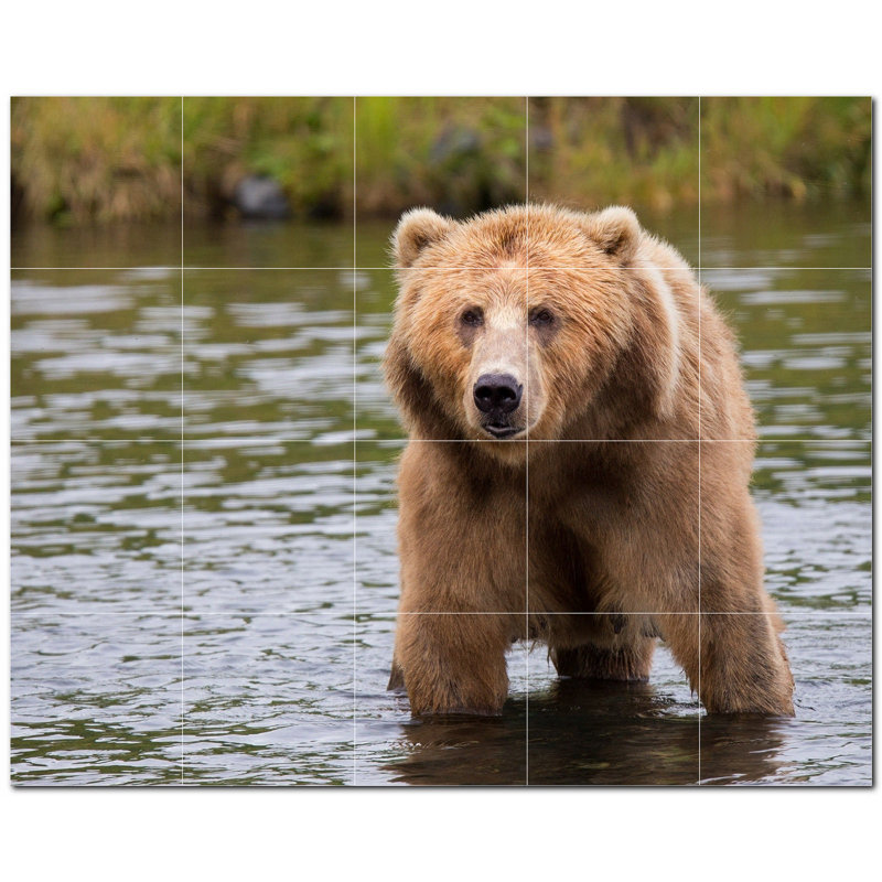 Photo d'ours 8 po x 8 po