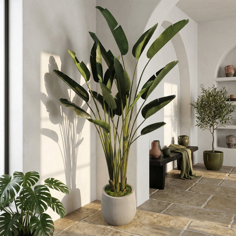 Bird of Paradise in Fiberstone Planter