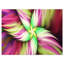 « immense fleur rose rose », impression sur toile-20865086
