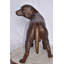 Statue chien Orgle Beagle Orenda, taille: L 27 po x l 14 po x H 21 po.