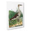 Fasciated Duck by George Shaw - Wrapped Canvas-55304305