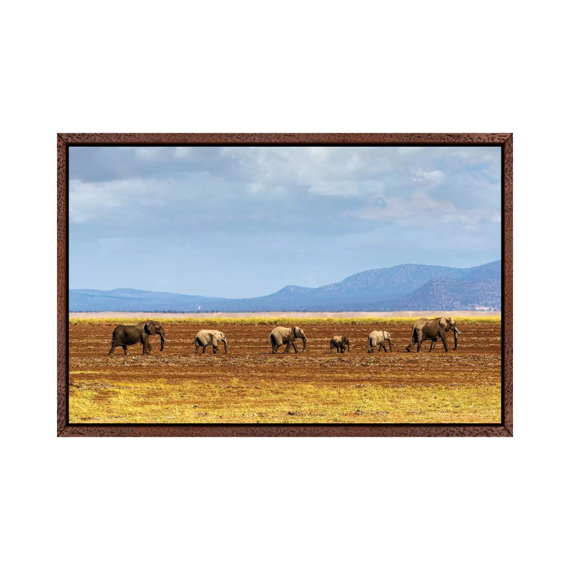 Row Of Elephants Walking In Dried Lake II by Susan Schmitz - Print on Canvas, 45.72cm H x 66.04cm W x 3.81cm D