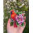 "Birds" 118CS Counted Cross-Stitch Kit