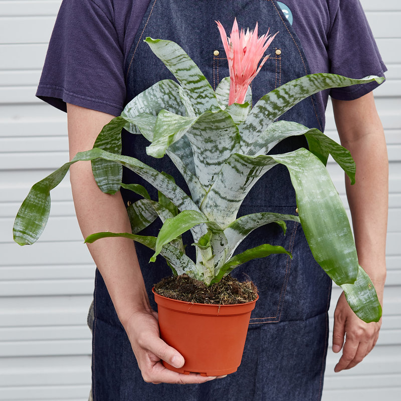 House Plant Shop Live Foliage Plant Low Maintenance Plant Rattan