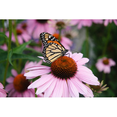 Monarch Butterfly On Coneflower - Wrapped Canvas Print