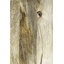 Howze Sled Coffee Table
