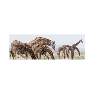 Africa, Kenya, Amboseli National Park. Close-Up of Giraffes Drinking 1 Piece Wrapped Canvas Panoramic Wall Art