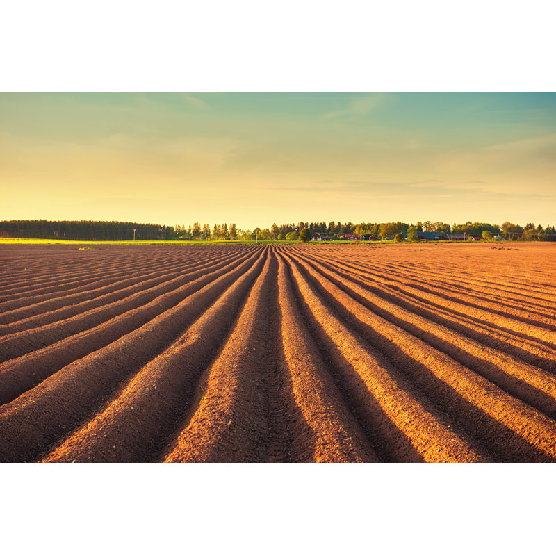 Potato Field at Dusk 1 Piece Wrapped Canvas Wall Art, 61cm H x 91cm W