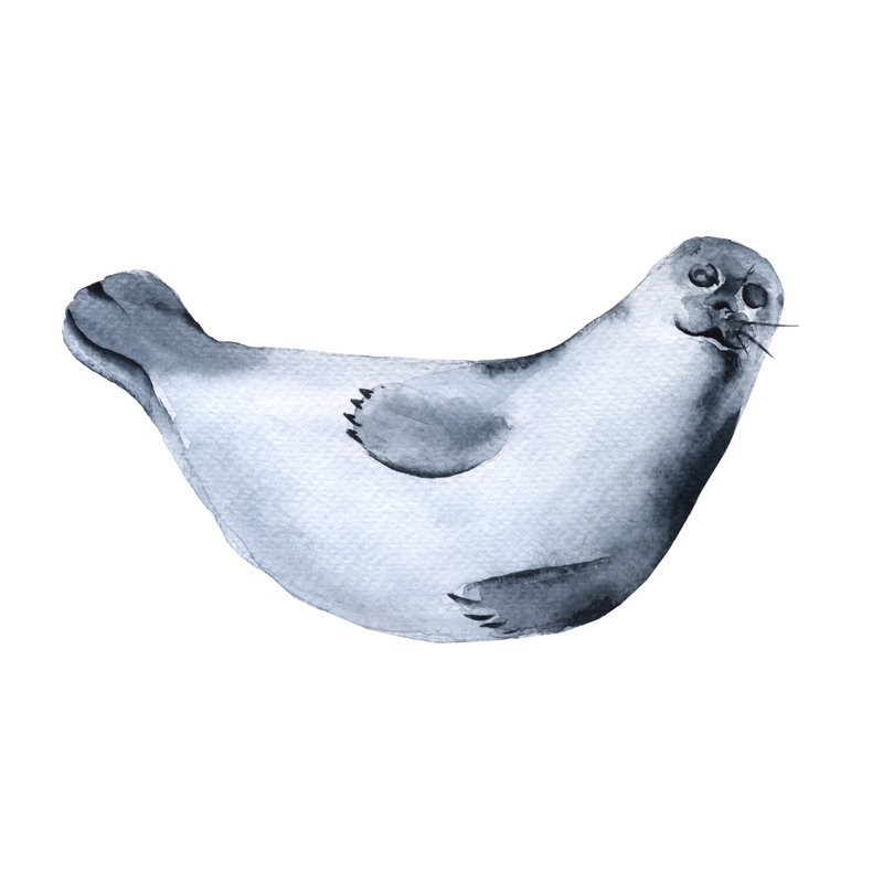 Fur Seal - Wrapped Canvas Square Print, 51cm H x 51cm W x 3.8cm D