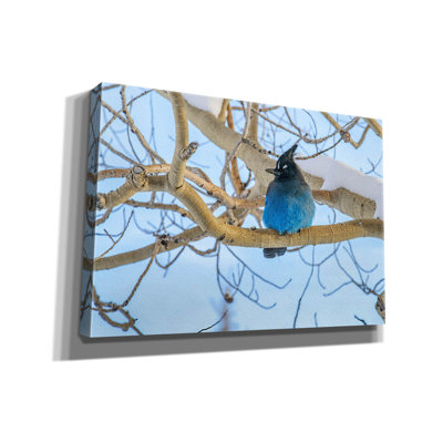 «Steller Jay In Winter» par Rick Berk, art mural sur toile