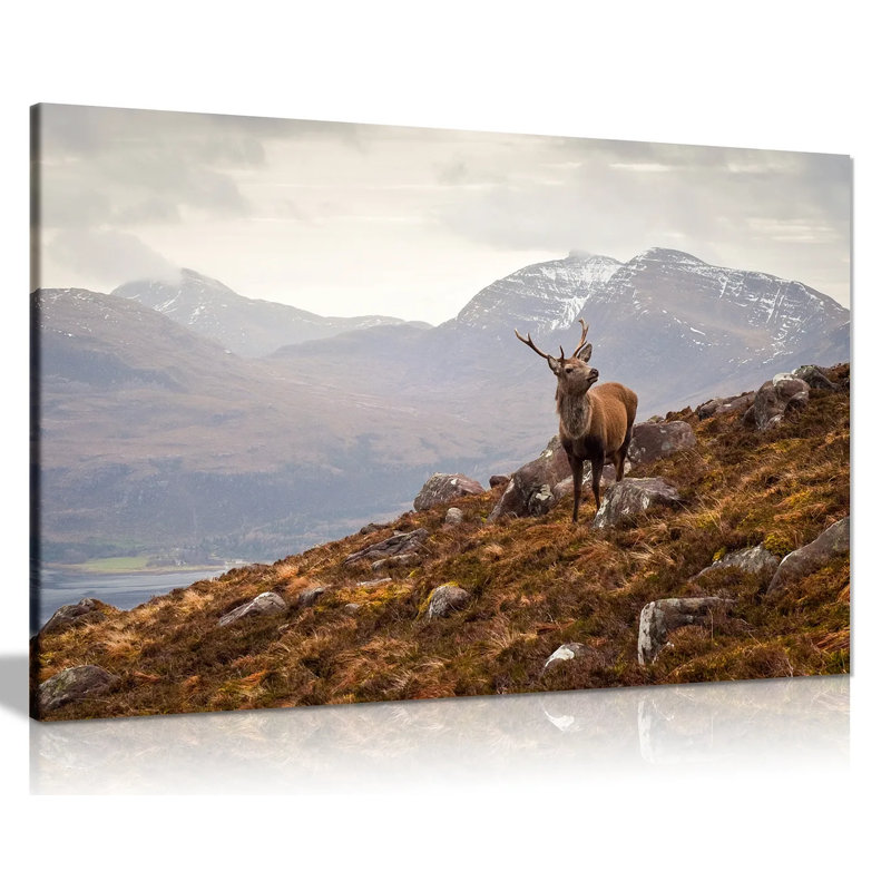 Wild Stag Scottish Highlands - Wrapped Canvas Print, 41cm H x 61cm W