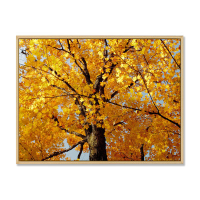 " Autumn Maple Tree "
