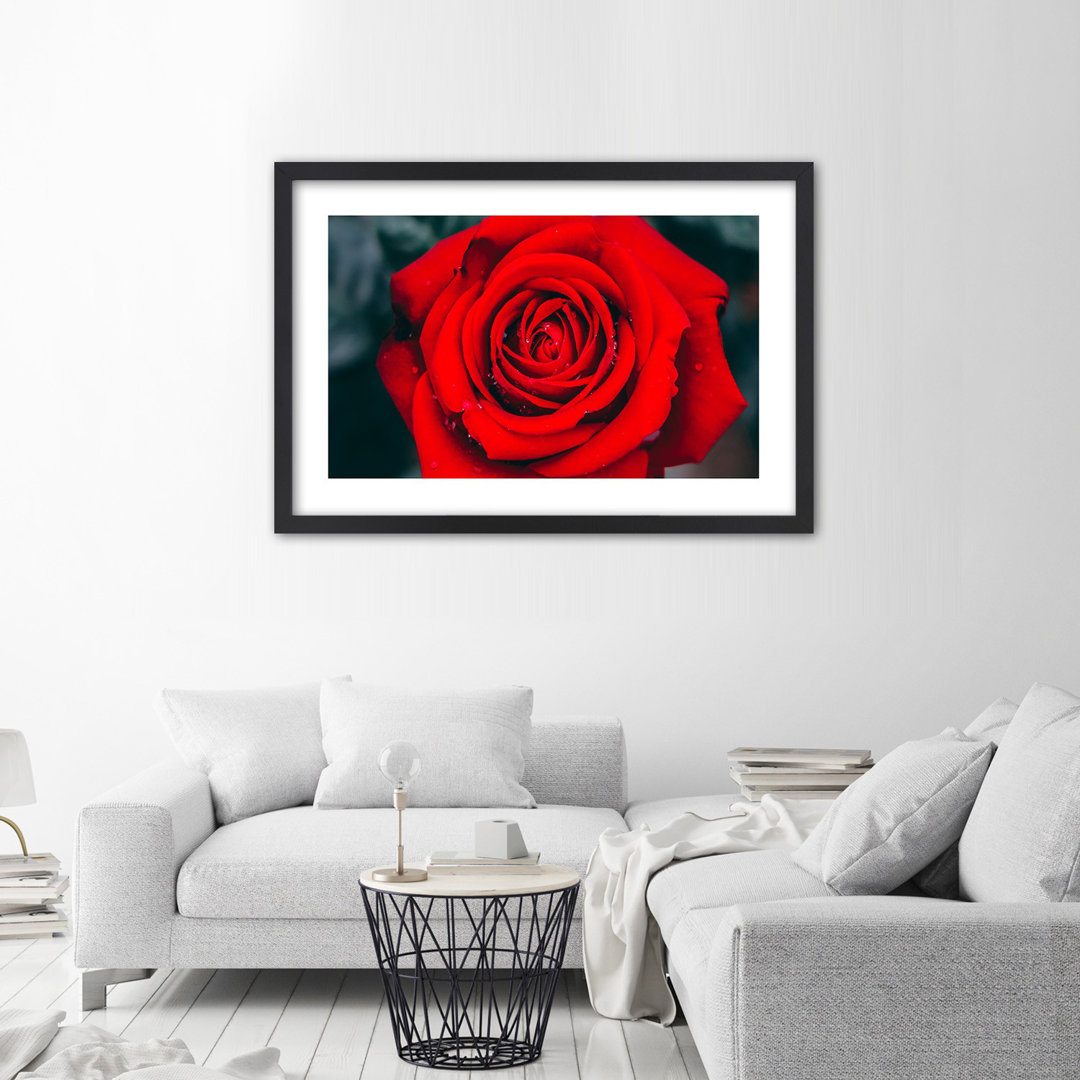 Gerahmter Fotodruck Rose in Bloom