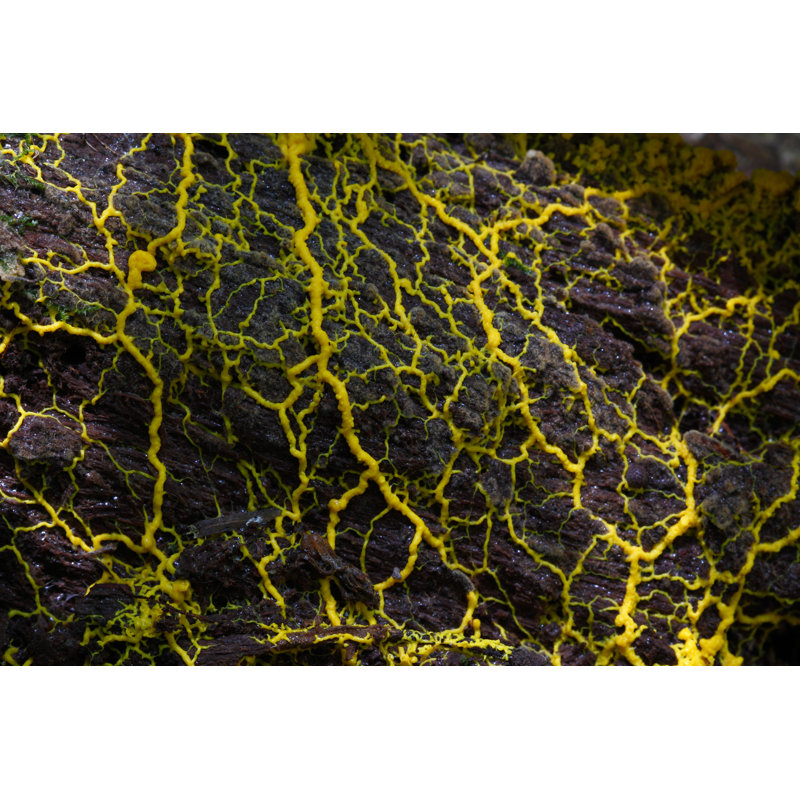 Slime Mold by Tommyix, 32" H x 48" W