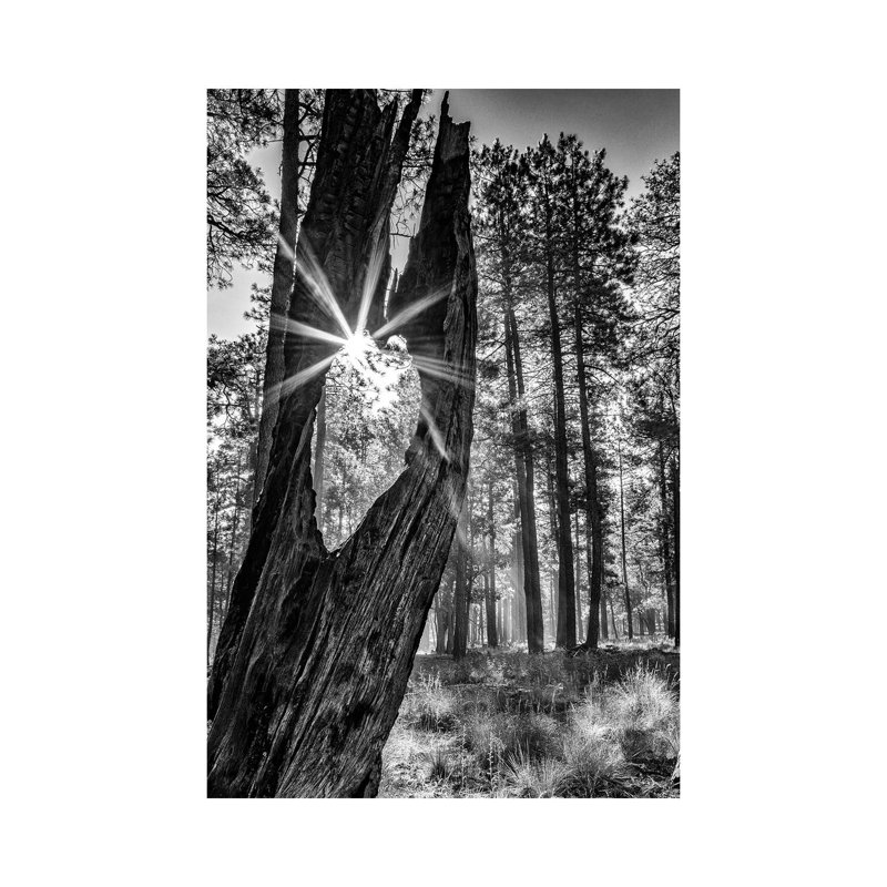 Sunbeam Through Old Tree In Forest - Monochrome by Susan Schmitz - Print on Canvas, Wrapped Canvas