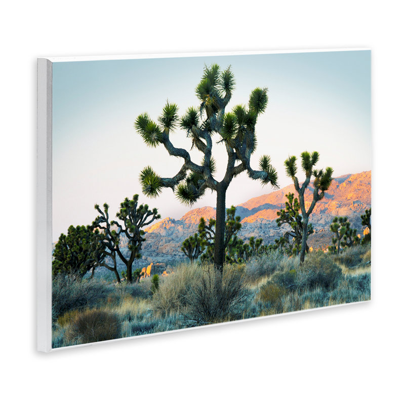 «Joshua Trees in Vast Desert», art mural par Danita Delimont, H 10 po x l 15 po