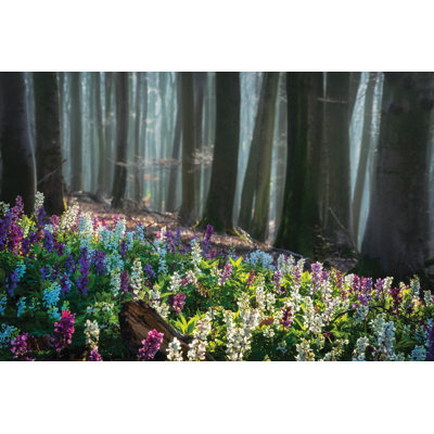 Morning Light of Spring