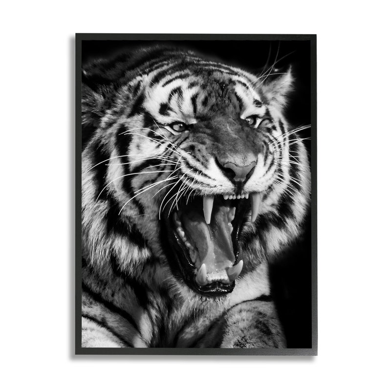 Az-067 - Tigre rugissant encadré, H 14 po x l 11 po x P 1,5 po, Giclée encadrée blanc bord de mer