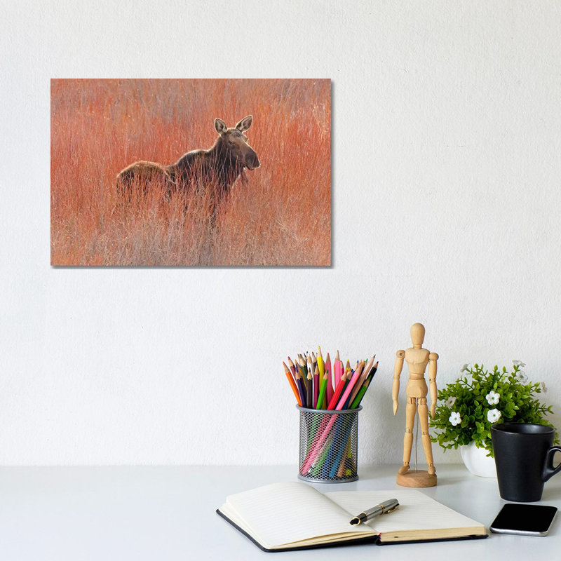 Moose In The Willows by Brian Wolf - Wrapped Canvas Print, 20.32cm H x 30.48cm W x 1.91cm D