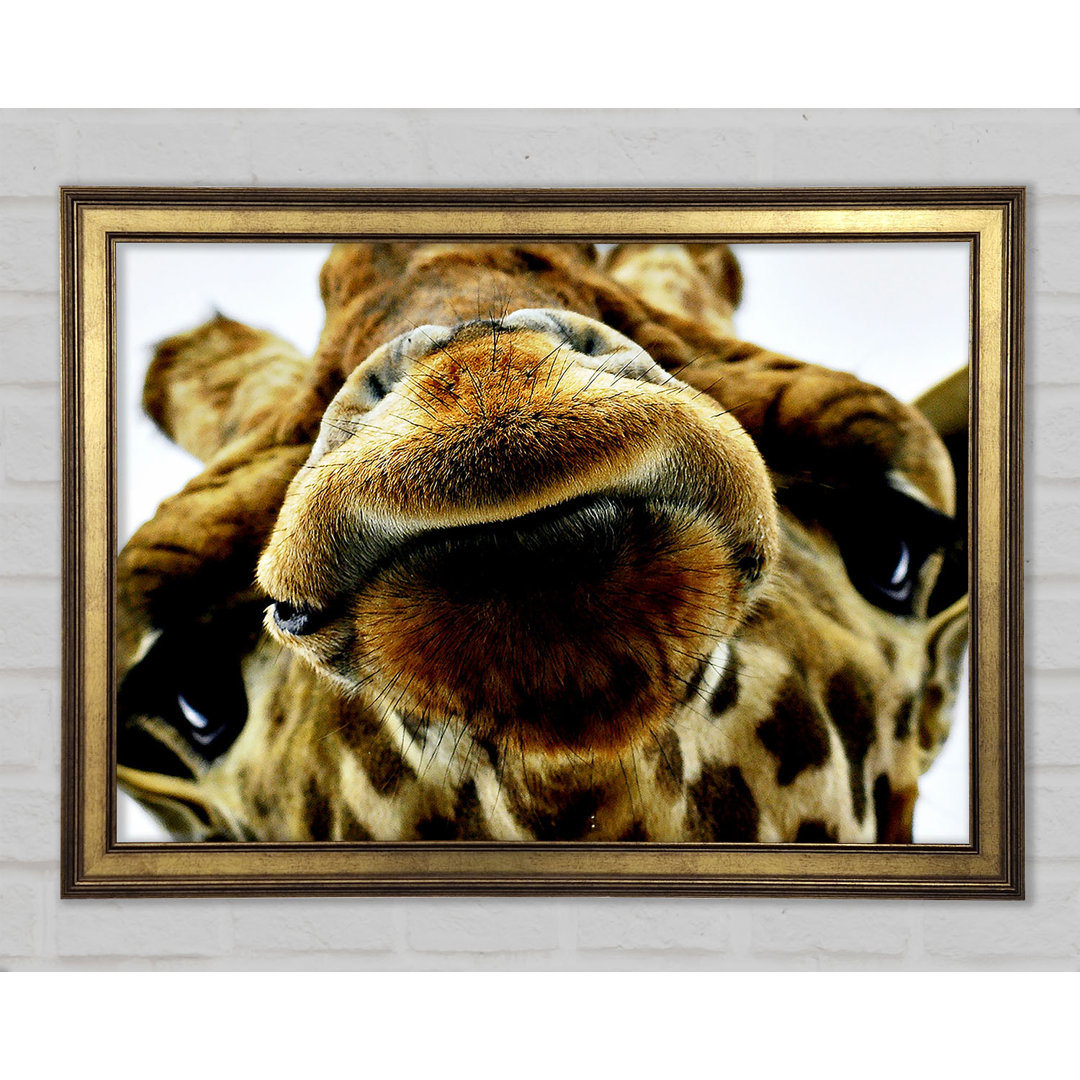 What Are You Looking At Giraffe - Einzelner Bilderrahmen Kunstdrucke