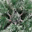 Artificial Hinged Christmas Tree Green and white-1629112173