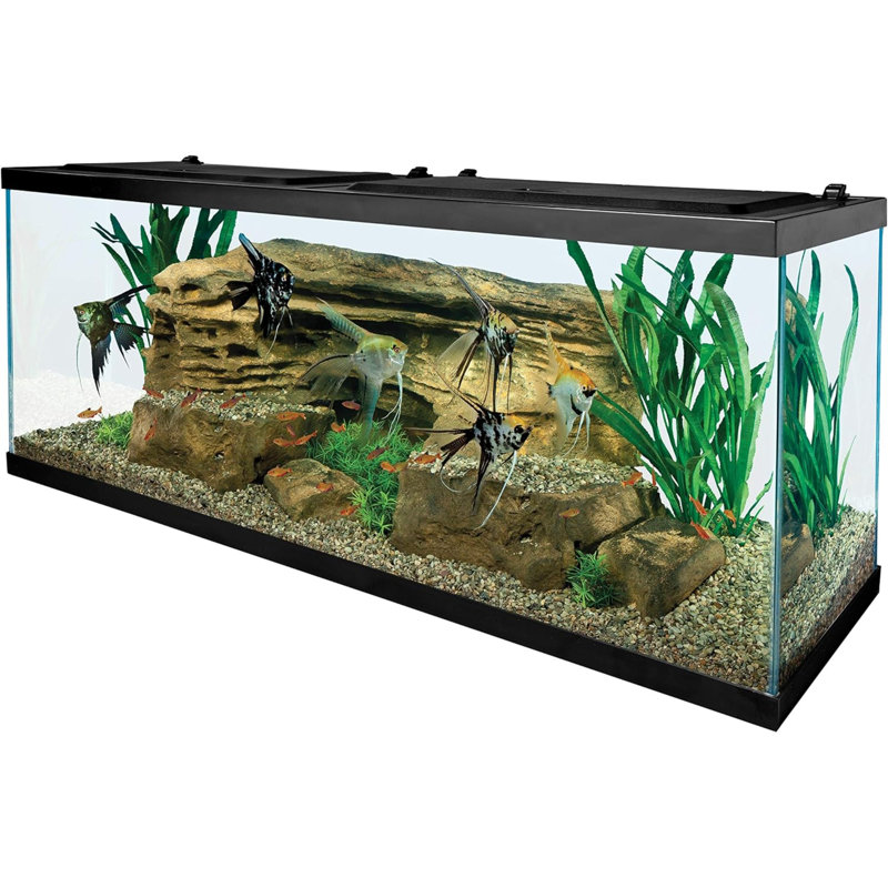Glass Aquarium, Rectangular Fish Tank, Assorted Colour, 55 Gallon (20" H x 48" W x 13" D)