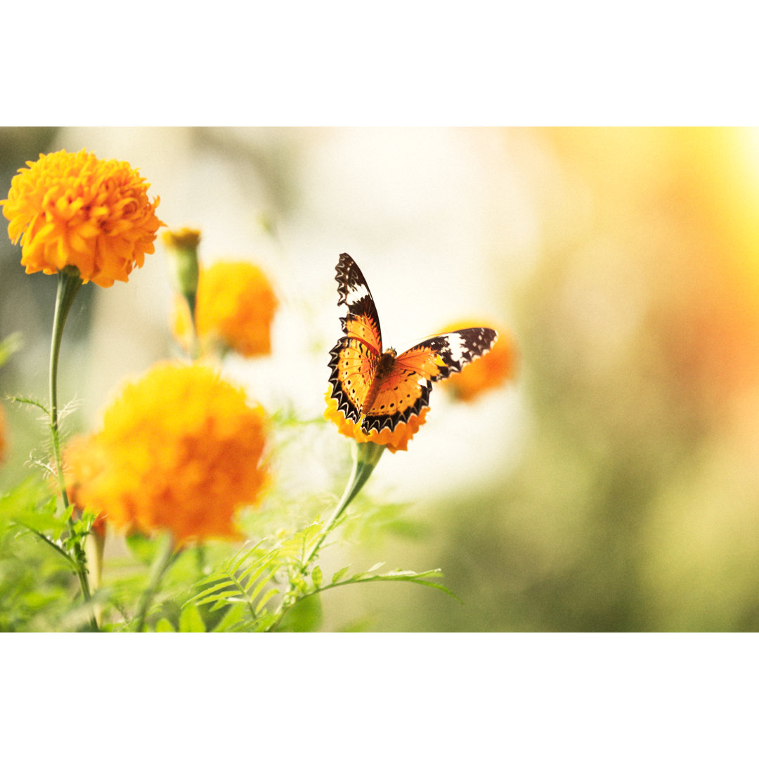 Schmetterling auf Gänseblümchen Blume von Jasmina007 - Drucken